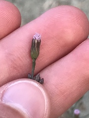 Symphyotrichum expansum