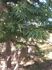 Abies magnifica magnifica