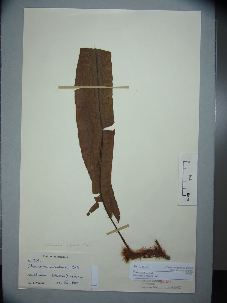 Oleandra sibbaldii