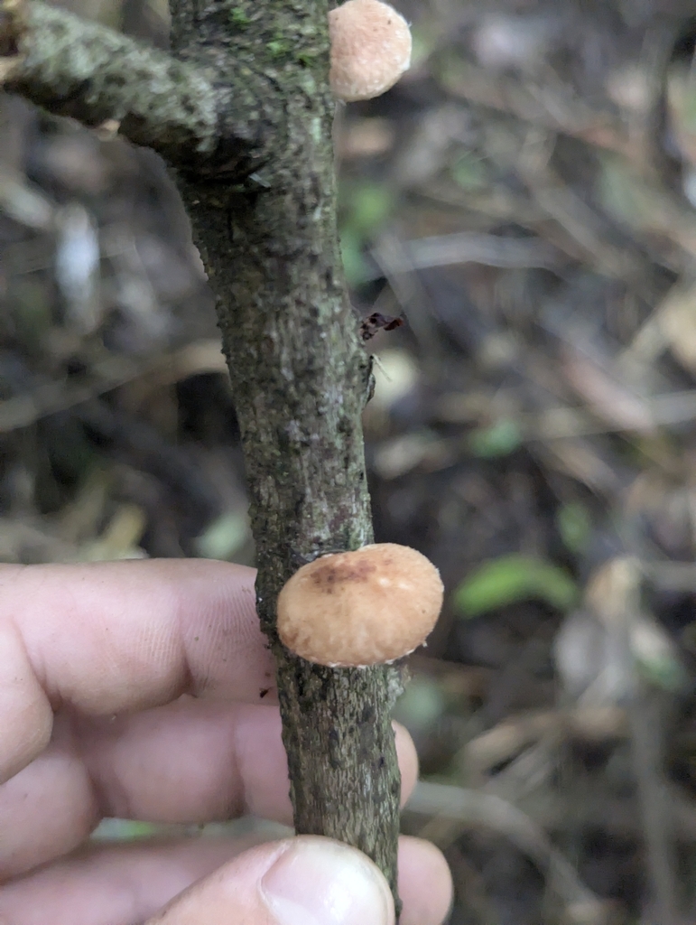 Deconica horizontalis · June 2025 · photo: © benjaminhidalgo (iNaturalist, cc-by)