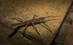 Pachymorpha