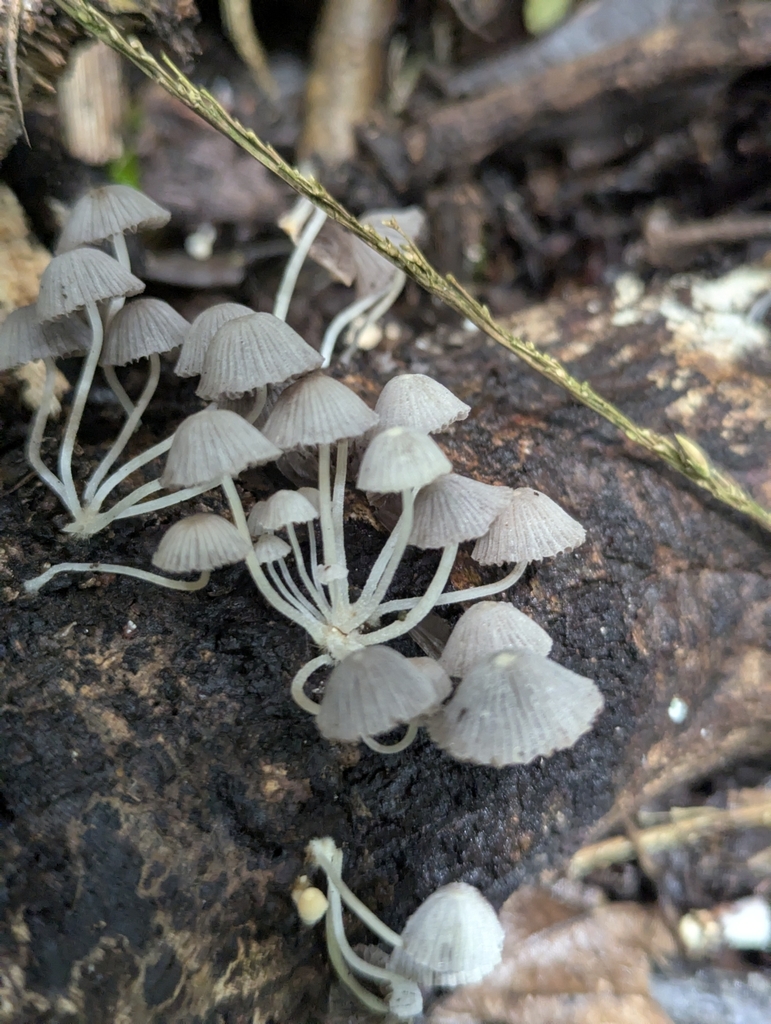 Coprinellus disseminatus · June 2025 · photo: © benjaminhidalgo (iNaturalist, cc-by)
