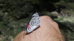 Diaethria neglecta