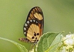 Acraea lumiri