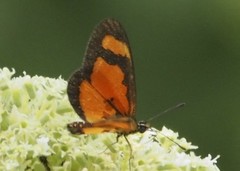 Acraea lumiri