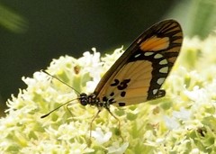 Acraea lumiri