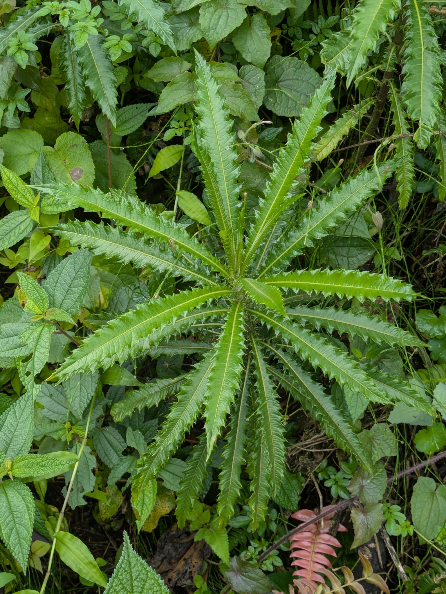 Aphelandra acanthus