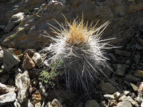 Parodia commutans