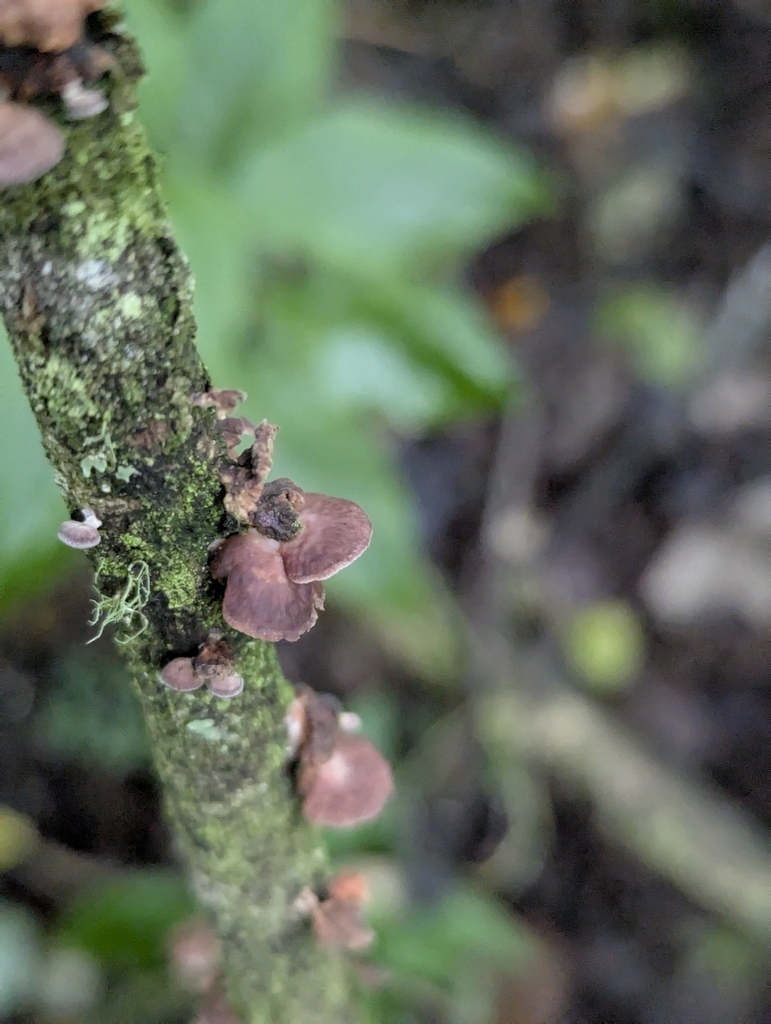 Deconica horizontalis · June 2025 · photo: © benjaminhidalgo (iNaturalist, cc-by)