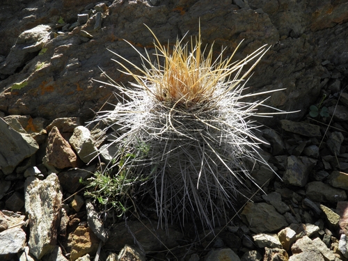 Parodia commutans