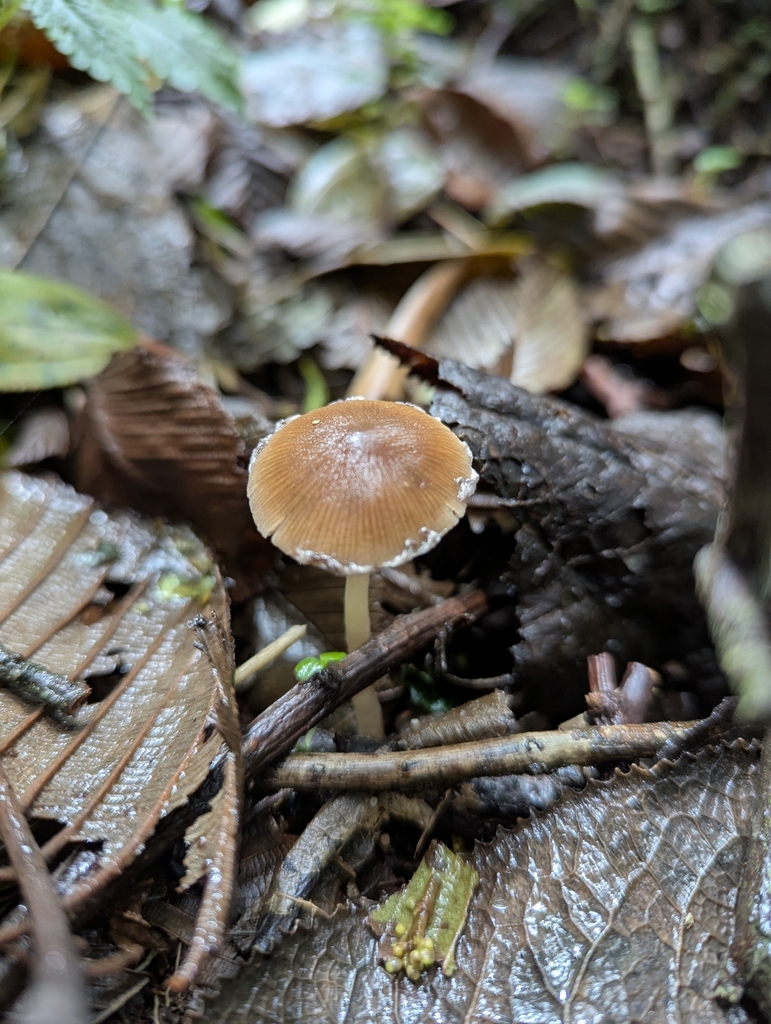Bolbitius titubans · June 2025 · photo: © benjaminhidalgo (iNaturalist, cc-by)
