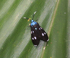 Chrysartona stipata
