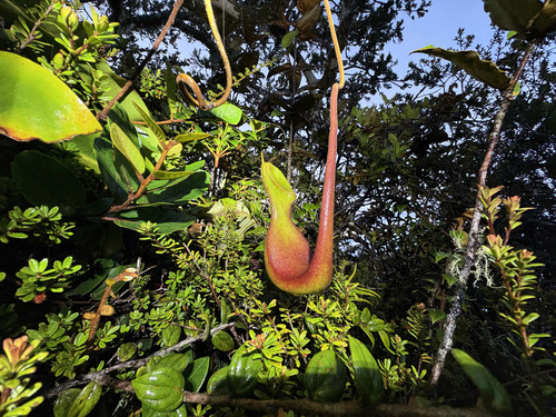 Nepenthes lowii