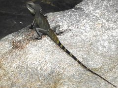 Physignathus cocincinus