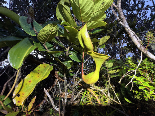 Nepenthes lowii