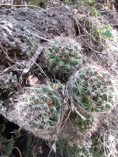 Mammillaria mathildae