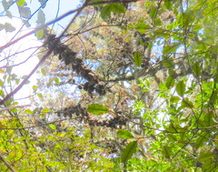 Phyllocladus trichomanoides