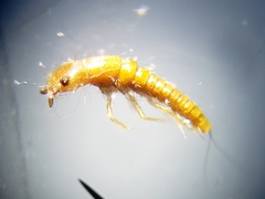 Epicauta floridensis