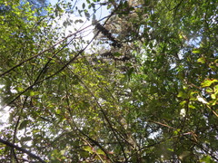 Phyllocladus trichomanoides