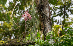 Vanda tricolor suavis