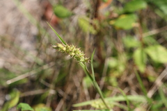 Cenchrus longispinus