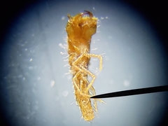 Epicauta floridensis