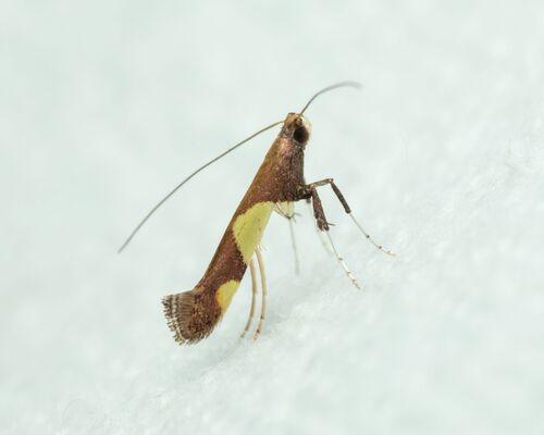 Maple Caloptilia Moth photo 4