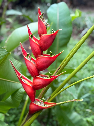 Heliconia stricta