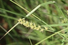 Cenchrus longispinus