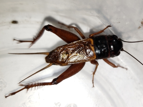 Sand Field Cricket photo 2