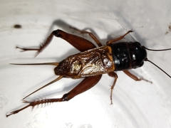 Gryllus firmus
