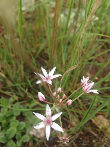 Image of Allium rhizomatum by (c) Oscar C. González Martínez, some rights reserved (CC BY-SA)