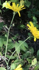 Hieracium lachenalii
