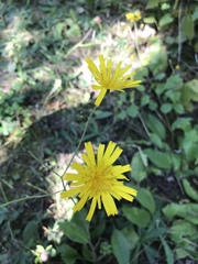 Hieracium lachenalii