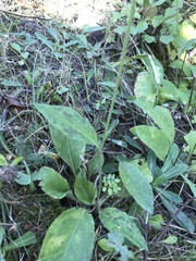 Hieracium lachenalii