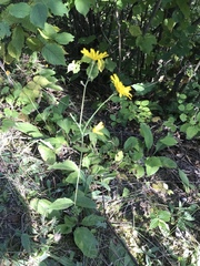 Hieracium lachenalii