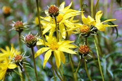 Helianthus cusickii