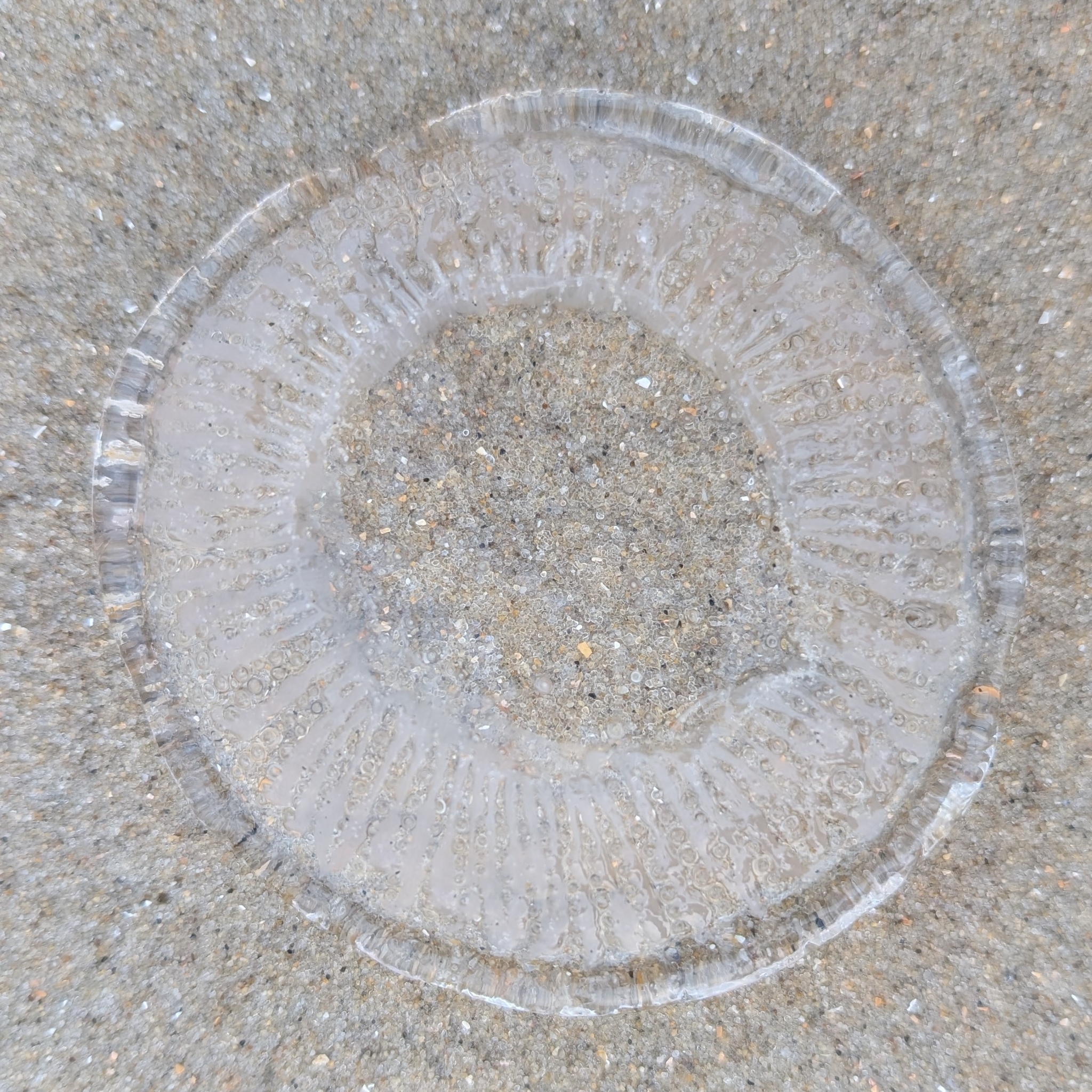 Rhacostoma atlanticum L.Agassiz, 1851