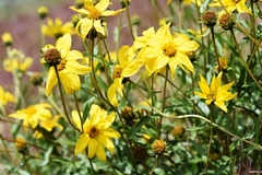 Helianthus cusickii