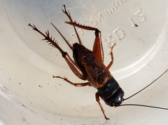 Gryllus firmus