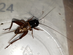 Gryllus firmus