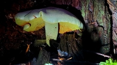 Gymnopilus punctifolius