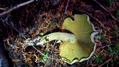 Gymnopilus punctifolius