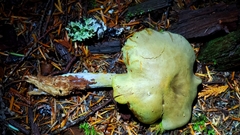Gymnopilus punctifolius