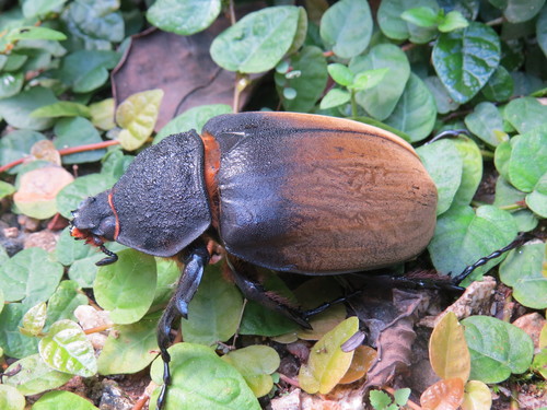 Megasoma gyas