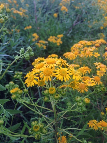 San Pedro matchweed (Xanthocephalum gymnospermoides)