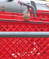 Passer domesticus
