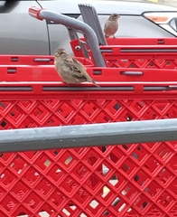 Passer domesticus