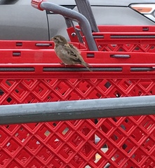 Passer domesticus