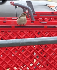 Passer domesticus
